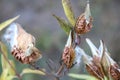 Milkweed Pods with Seeds Royalty Free Stock Photo