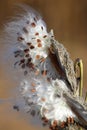 Milkweed pods opening