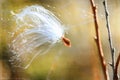Milkweed seed blowing in the wind.