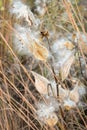 Milkweed Seed Blowing in Wind Royalty Free Stock Photo