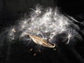 Milkweed Seed Explosion, Asclepias family Royalty Free Stock Photo