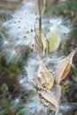 Milkweed Seed Royalty Free Stock Photo