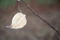 Milkweed Seed Pod Close-up