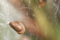 Milkweed seed pod closeup shot