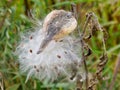 Milkweed Seed Pod