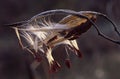 Milkweed seed pod opening