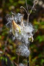 Milkweed seed pod opening Royalty Free Stock Photo