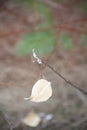 Milkweed Seed Pod On Wooden Branch