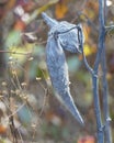 Milkweed Seed Pods on a Bare Stem in Wintertime