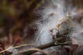 Milkweed Seed Royalty Free Stock Photo