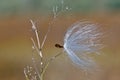 Milkweed Seed Snagged by a Twig