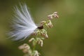 Milkweed Seed Snagged by a Twig Royalty Free Stock Photo