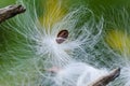 Milkweed Seed in the Sunlight