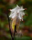 Milkweed seedpod exploding