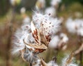 Milkweed seedpod bursting in the wind Royalty Free Stock Photo