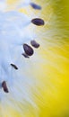 Milkweed Seeds