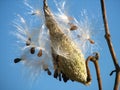 Milkweed Seeds