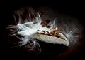 Milkweed Seeds Royalty Free Stock Photo