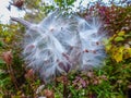 Milkweed seeds in autumn - Michigan Royalty Free Stock Photo