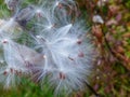 Milkweed seeds in autumn - Michigan Royalty Free Stock Photo