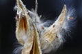 Milkweed Seeds Coming out in Autumn