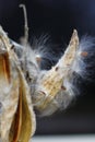 Milkweed Seeds Coming out in Autumn