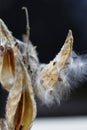 Milkweed Seeds Coming out in Autumn