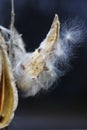 Milkweed Seeds Coming out in Autumn