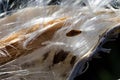 Milkweed Seeds and Fibers Resting in Their Pod