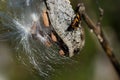 Milkweed Seeds and Milkweed Bug Royalty Free Stock Photo