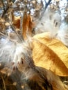 Milkweed seeds and pods bursting Royalty Free Stock Photo