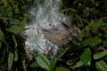 Milkweed seeds and silk on bright autumn day.