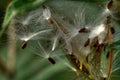 Milkweed Seeds Take Flight