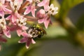 Milkweed supplies pollen for sweat bee