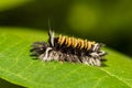 Milkweed Tussock Moth Caterpillar