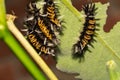 Milkweed Tussock Moth Caterpillar