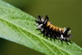 Milkweed Tussock Moth 815347