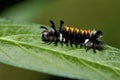 Milkweed Tussock Moth 815350