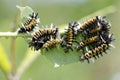 Milkweed Tussock Moth Caterpillars