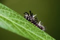 Milkweed Tussock Moth 815344