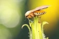 A milkweed tussock moth perched on a wildflower.