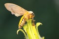 A milkweed tussock moth perched on a wildflower.