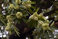 Milkwood pine flower autumn Hanoi