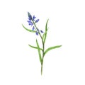 Milkwort flower, drawing by colored pencils Royalty Free Stock Photo