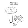 Milky agaric Lactarius salmonicolor , edible and medicinal mushroom