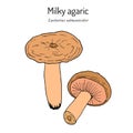 Milky agaric Lactarius salmonicolor , edible and medicinal mushroom