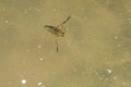 Milky Backswimmer - Genus Notonecta