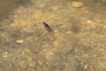 Milky Backswimmer - Genus Notonecta