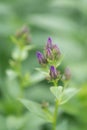 Milky bellflower Campanula lactiflora, purple buds
