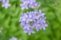 Milky bellflower Campanula lactiflora Prichard`s Variety, flowerhead Royalty Free Stock Photo